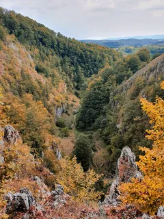 Zelené a hnědé stromy na hoře za denního světla