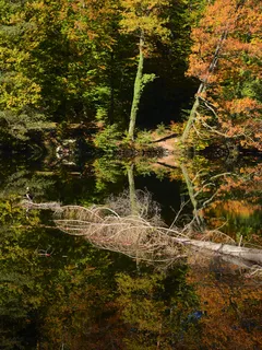 Zelené stromy u řeky za dne