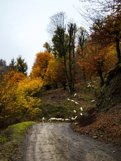 Skupina ovcí na lesní cestě s stromy po obou stranách