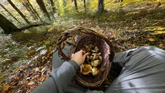 Zapomeňte na náhodné nálezy v lese: nová metoda sběru hub zaručuje plné koše